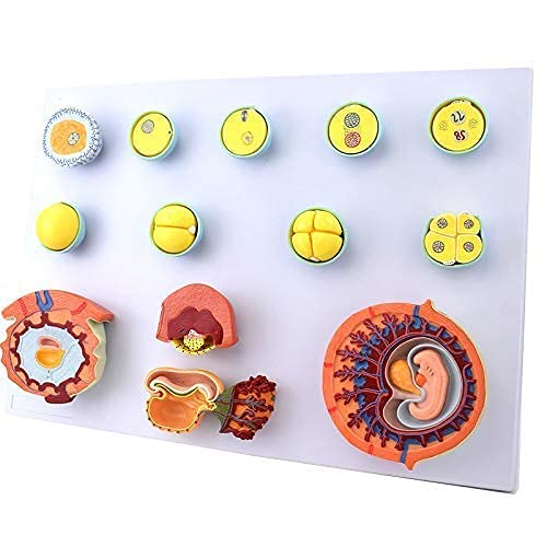 Anatomy Model Pregnancy,Human Pregnancy Embryonic Developmental Process Model