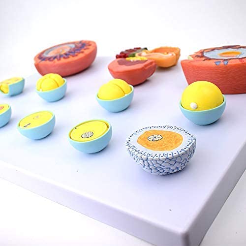Anatomy Model Pregnancy,Human Pregnancy Embryonic Developmental Process Model