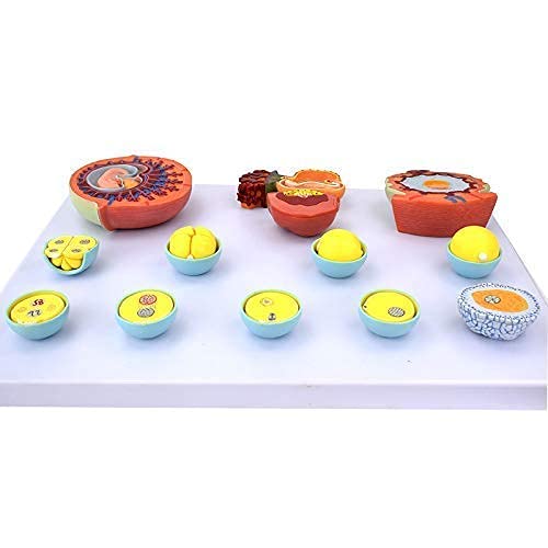 Anatomy Model Pregnancy,Human Pregnancy Embryonic Developmental Process Model