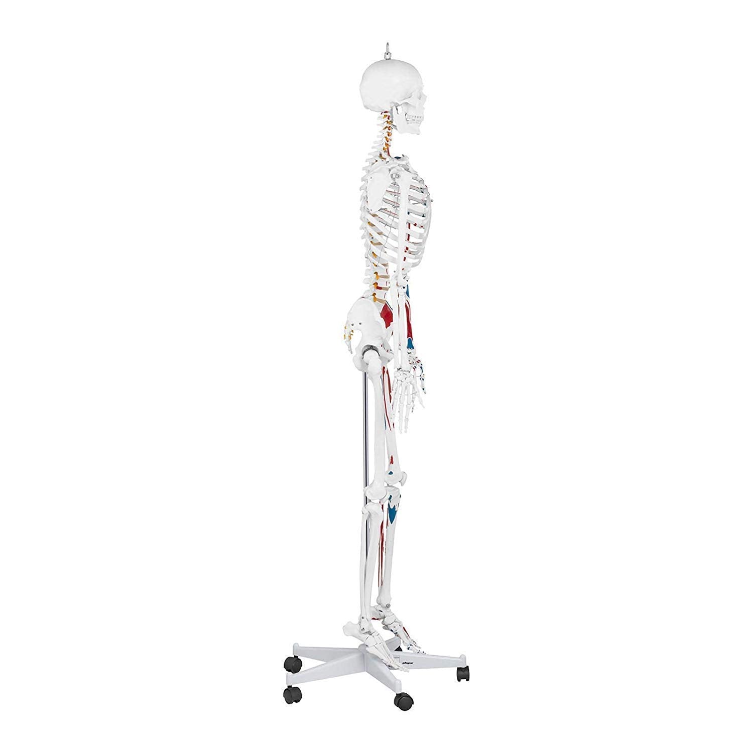 Anatomy Model Education Model Toys Human Anatomy Model Anatomical Educational