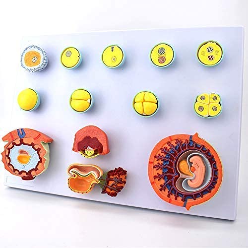 Anatomy Model Pregnancy,Human Pregnancy Embryonic Developmental Process Model