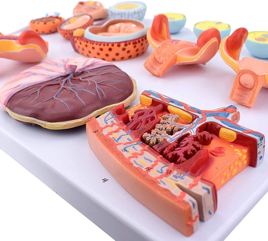 Scientific Human Anatomy Fertilization and Early Embryonic Development Process