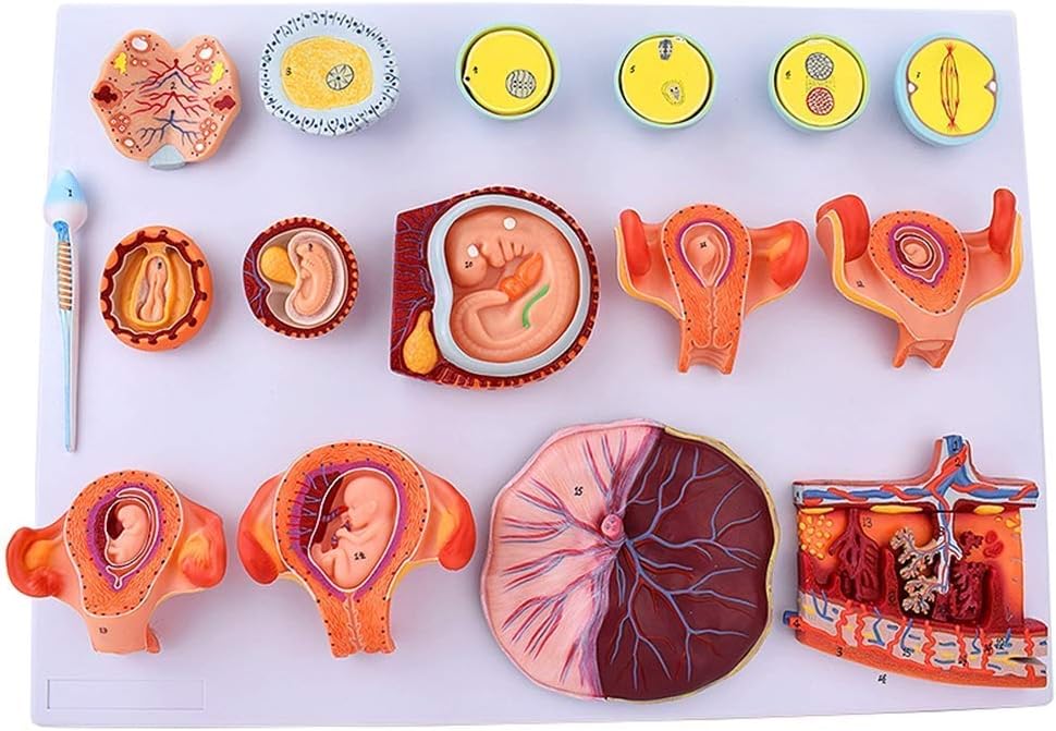 Educational Materials, Anatomy model Scientific Anatomical Human