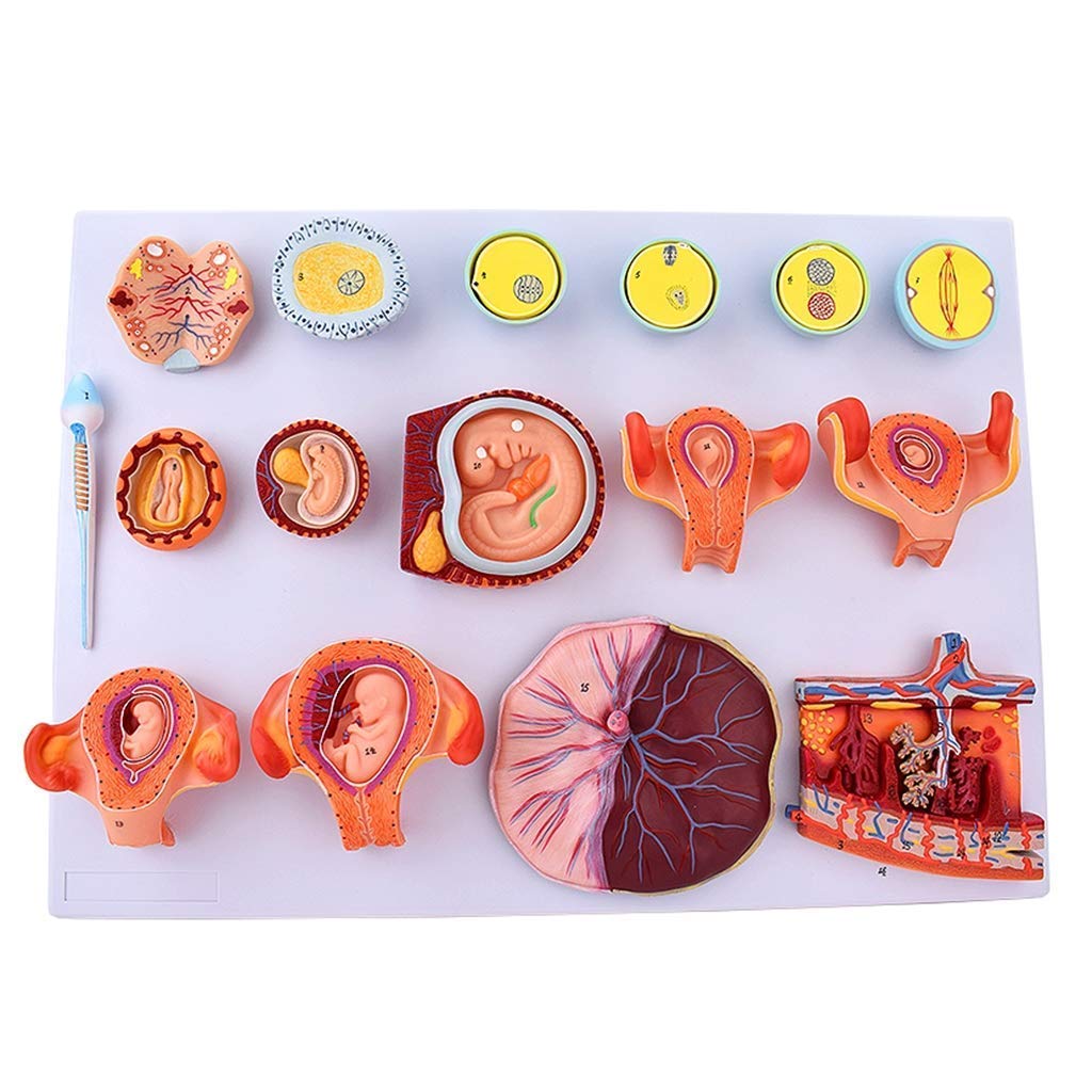 Educational Materials, Anatomy model Scientific Anatomical Human