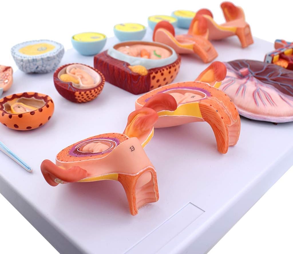 Educational Materials, Anatomy model Scientific Anatomical Human