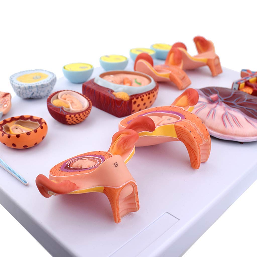 Anatomical, Anatomy Model Scientific Anatomical Human Model-Fertilization and Early