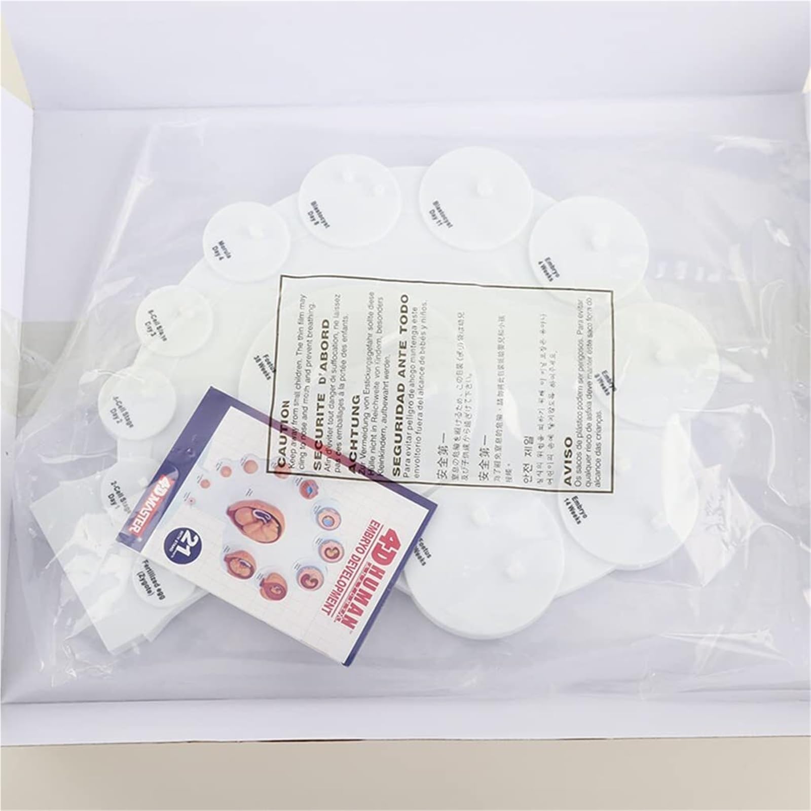 4D Human Fetal Growth Organ Anatomical Model for Medical Teaching Fetal Model