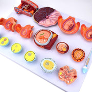 Scientific Human Anatomy Fertilization and Early Embryonic Development Process