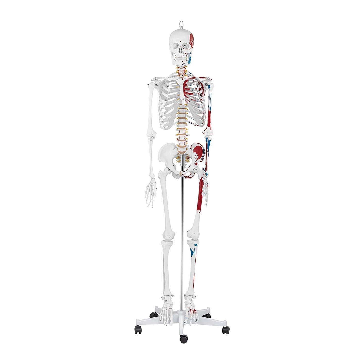 Anatomy Model Education Model Toys Human Anatomy Model Anatomical Educational