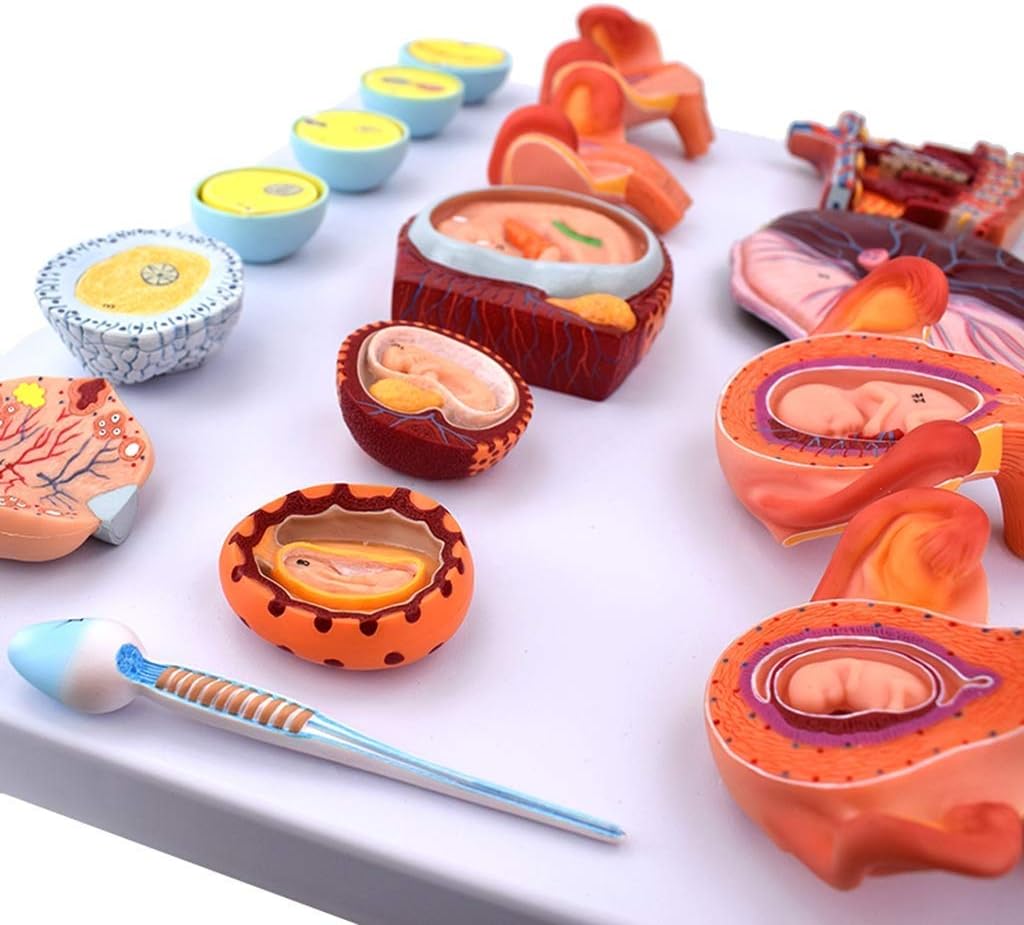 Educational Materials, Anatomy model Scientific Anatomical Human
