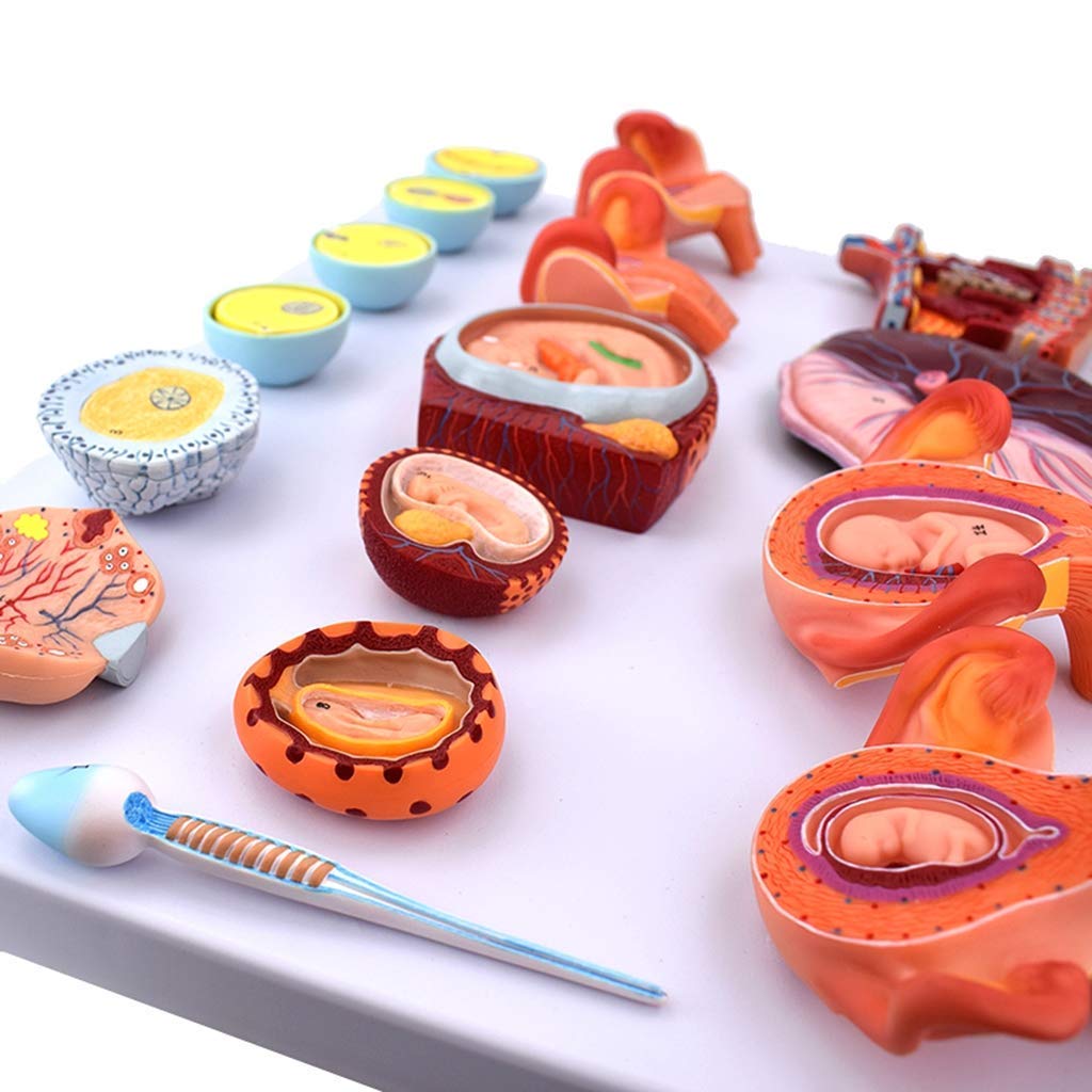 Anatomical, Anatomy Model Scientific Anatomical Human Model-Fertilization and Early