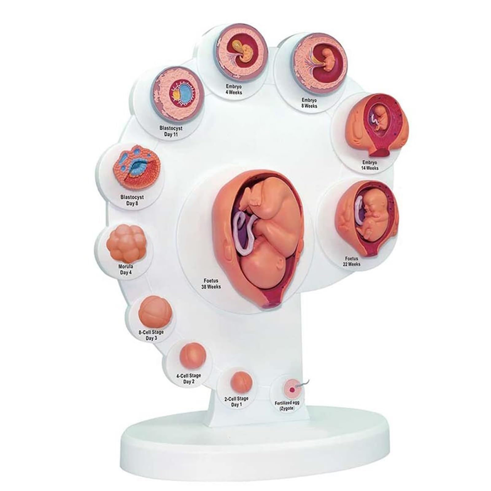 4D Human Fetal Growth Organ Anatomical Model for Medical Teaching Fetal Model