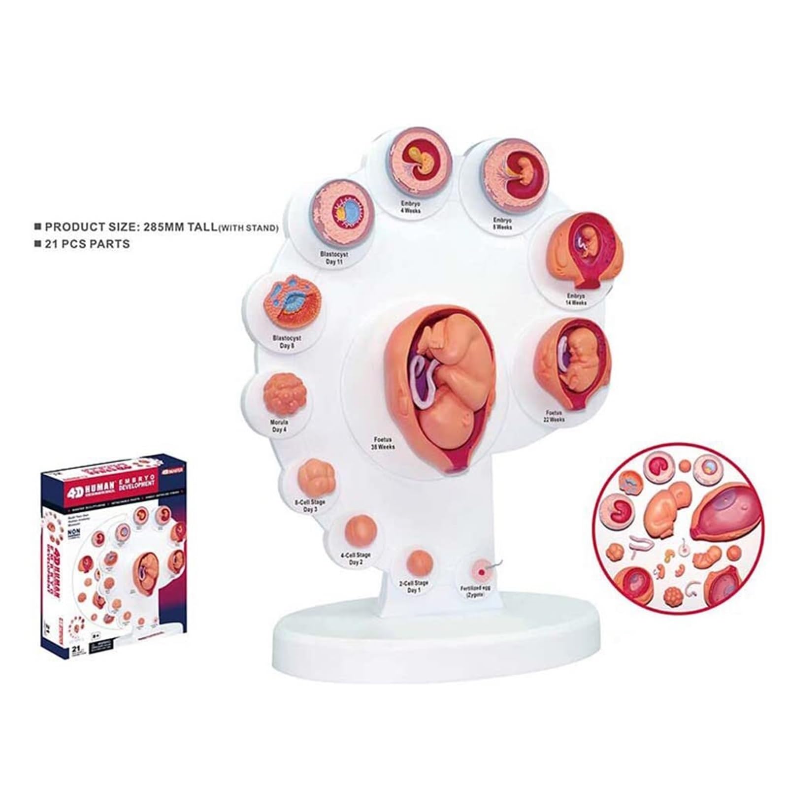 4D Human Fetal Growth Organ Anatomical Model for Medical Teaching Fetal Model