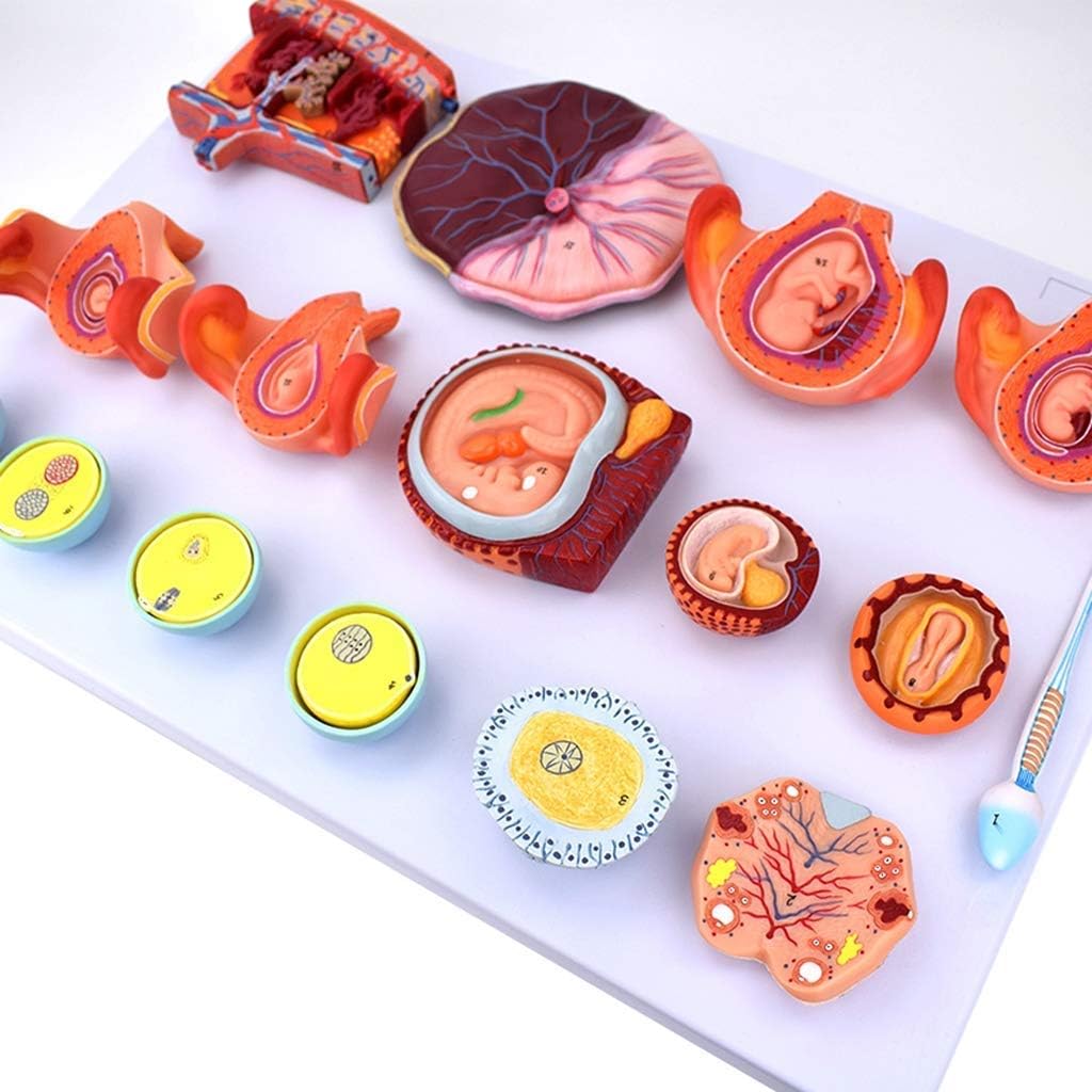 Educational Materials, Anatomy model Scientific Anatomical Human