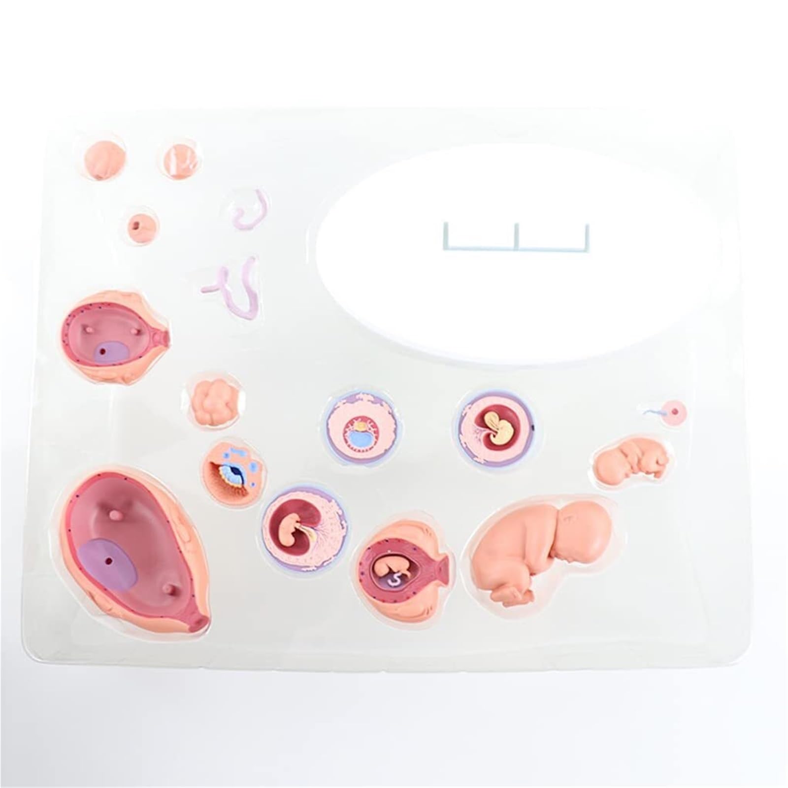 4D Human Fetal Growth Organ Anatomical Model for Medical Teaching Fetal Model