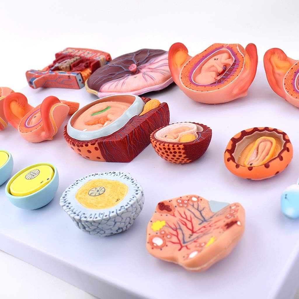 Anatomical, Anatomy Model Scientific Anatomical Human Model-Fertilization and Early