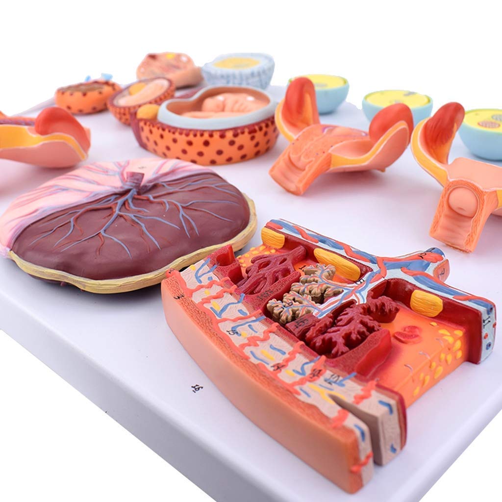 Educational Materials, Anatomy model Scientific Anatomical Human