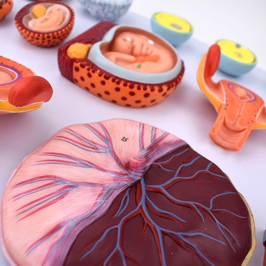 Educational Materials, Anatomy model Scientific Anatomical Human