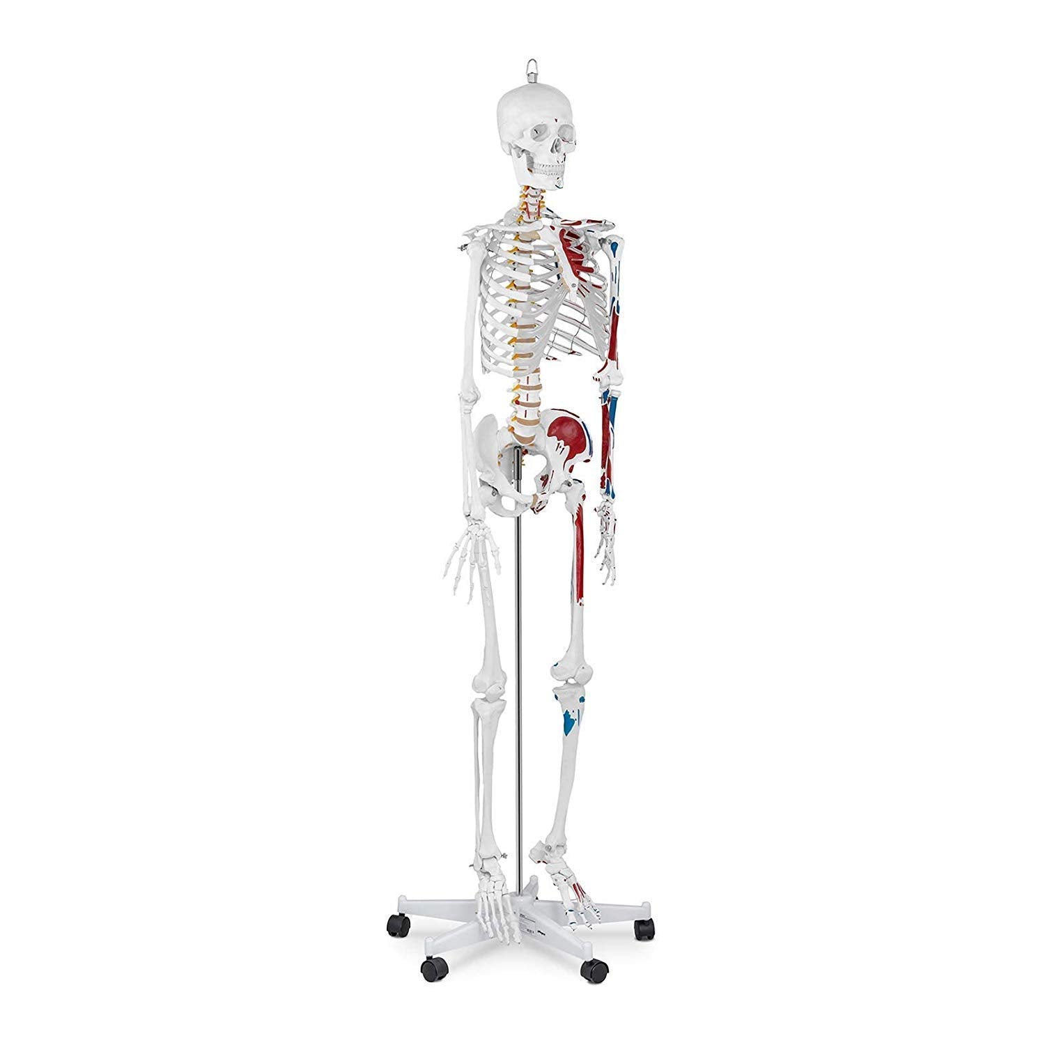 Anatomy Model Education Model Toys Human Anatomy Model Anatomical Educational
