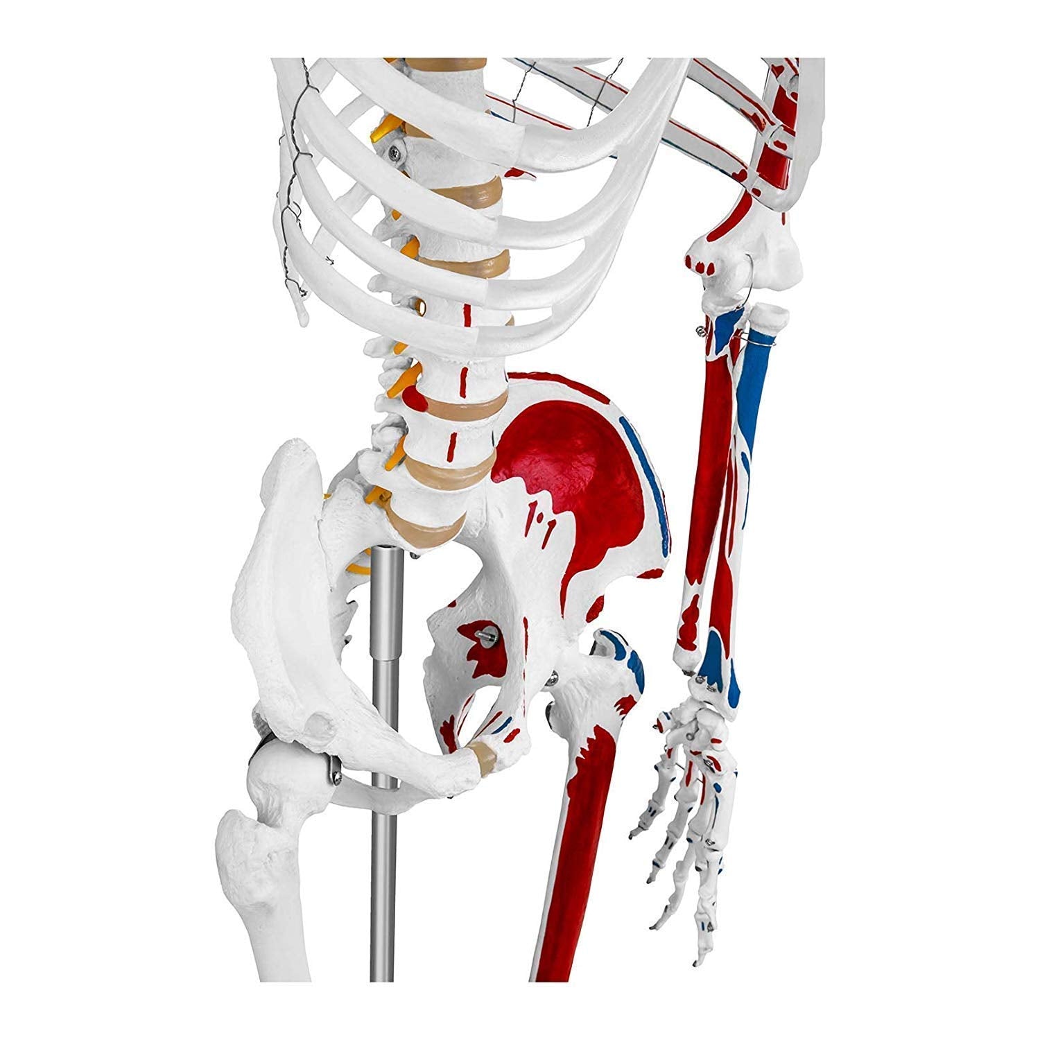 Anatomy Model Education Model Toys Human Anatomy Model Anatomical Educational