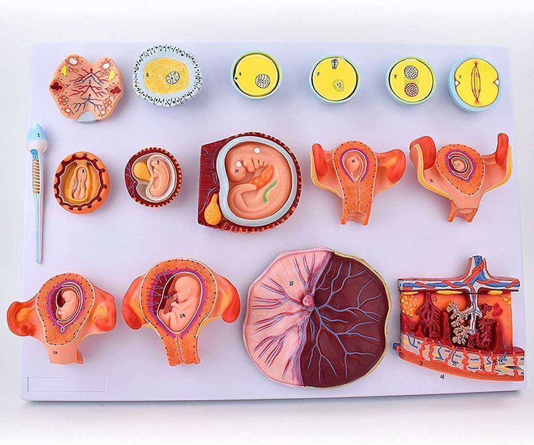 Scientific Human Anatomy Fertilization and Early Embryonic Development Process