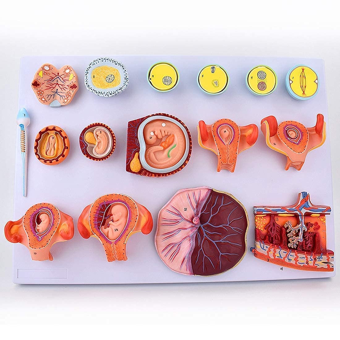 Scientific Human Anatomy Fertilization and Early Embryonic Development Process