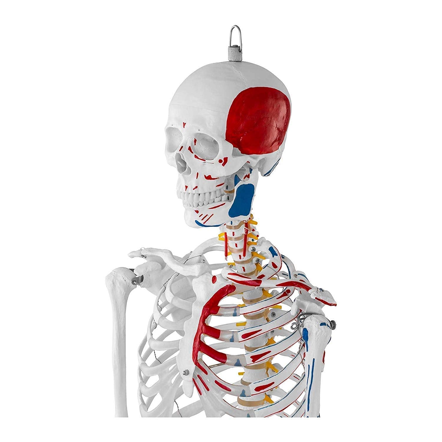 Anatomy Model Education Model Toys Human Anatomy Model Anatomical Educational