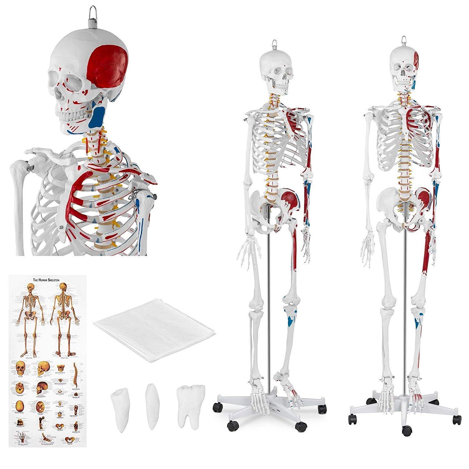 Anatomy Model Education Model Toys Human Anatomy Model Anatomical Educational
