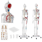 Anatomy Model Education Model Toys Human Anatomy Model Anatomical Educational